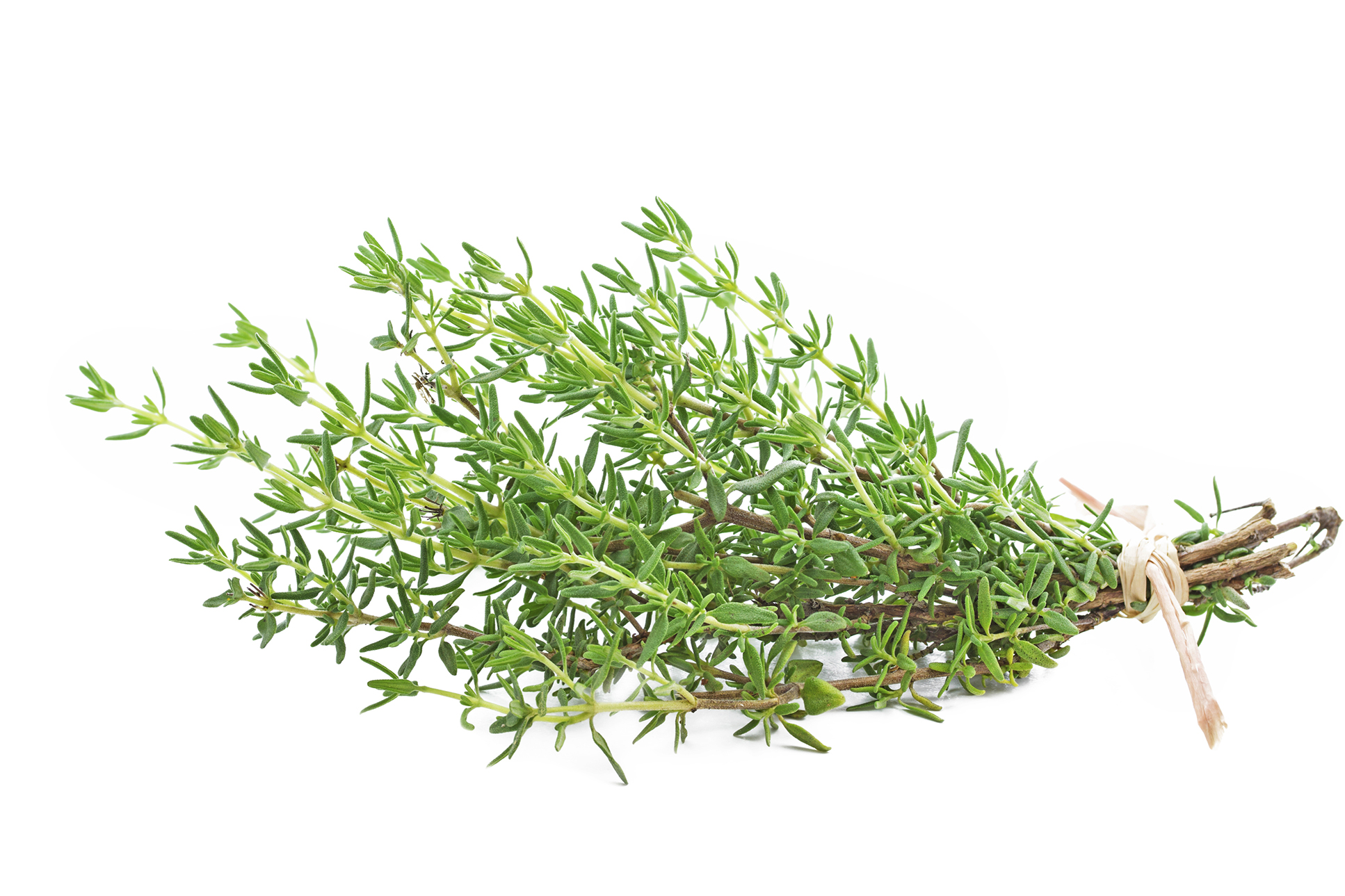 FreshPoint  Herbs, Thyme